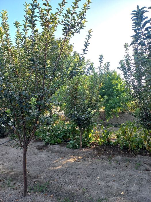 Продаётся дом в пригороде