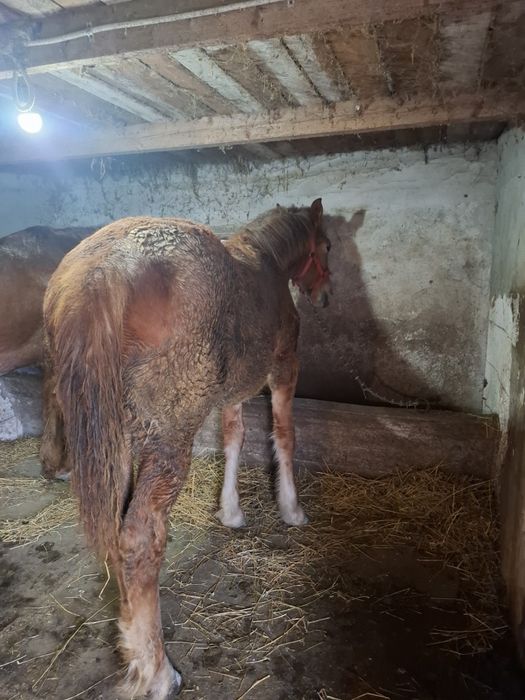 Vănd mănză de opt luni cuminte