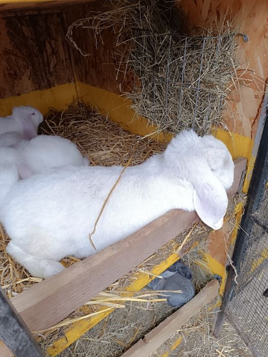 Vand iepuri berbec german