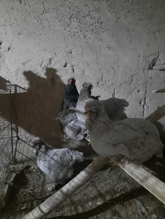 Тройка брама тухумлари сотилади