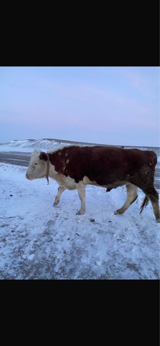 Продам. Быка. 3года 8 месяцев.