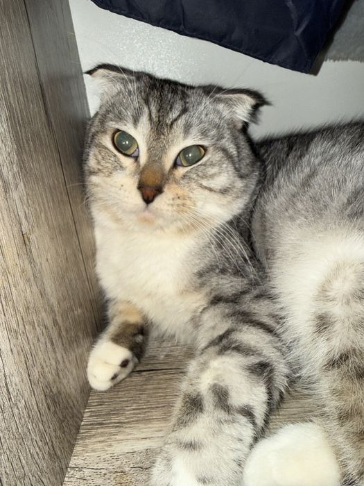 Skotish fold mushugimga qizbola kere