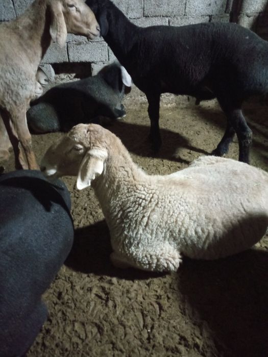 Ассаламу алекум Курбонлик учун ку́чкорлар кг. 70.000 су́м.