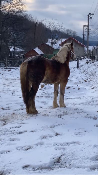 De vanzare  manz de 2 ani !