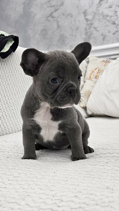 Bulldog Francez Blue