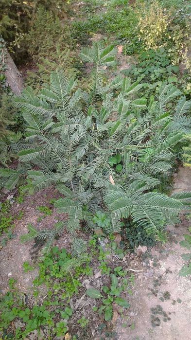 Декоративные растения