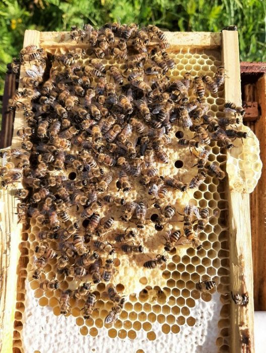 Mătci împerecheate Buckfast VSH carnica carpatină regine stupi botci