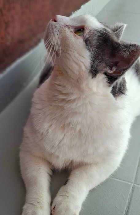 Adoptie pisoca motan alb castrat