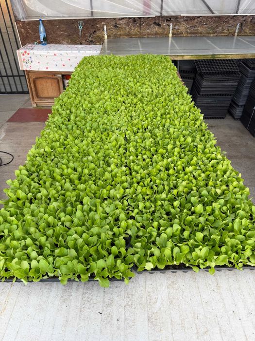 Răsad salată verde/creață verde/creață roșie - livrare prin curier