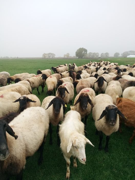 Oi carabase de Vanzare