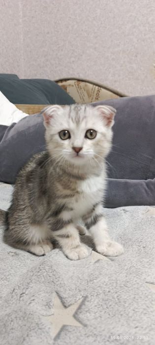 Продам котенка скотиш фолд
