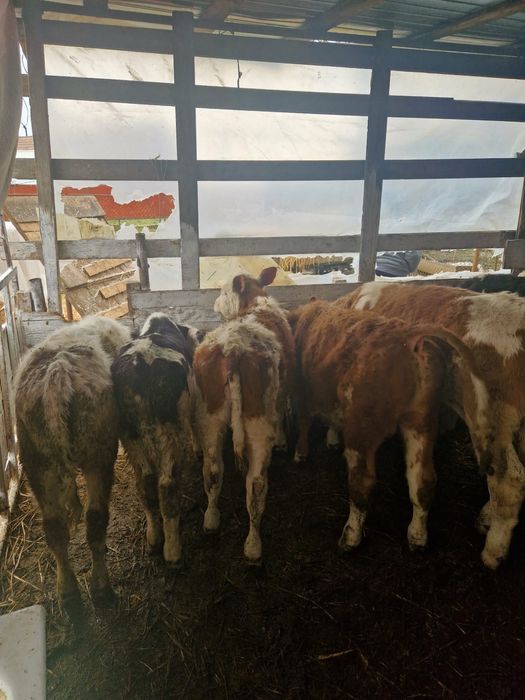 Vand 7 taurasi si 3 vitele