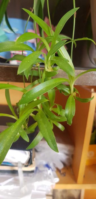 Комнатные растения (цветы)