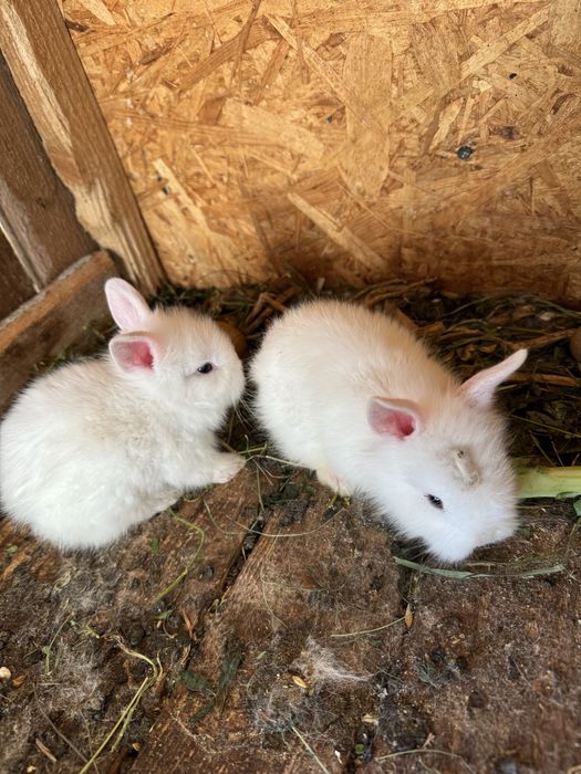 Iepurasi/ iepuri Cap de leu