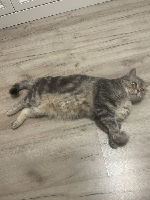 Отдам кошку в хорошие руки,