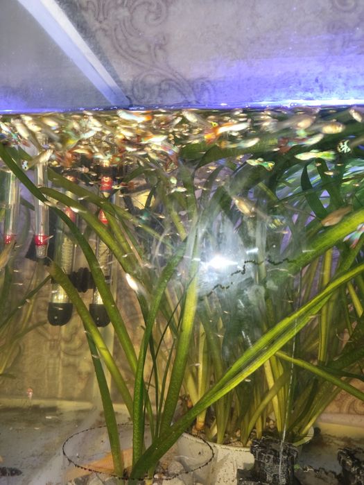 Аквариум балықтары