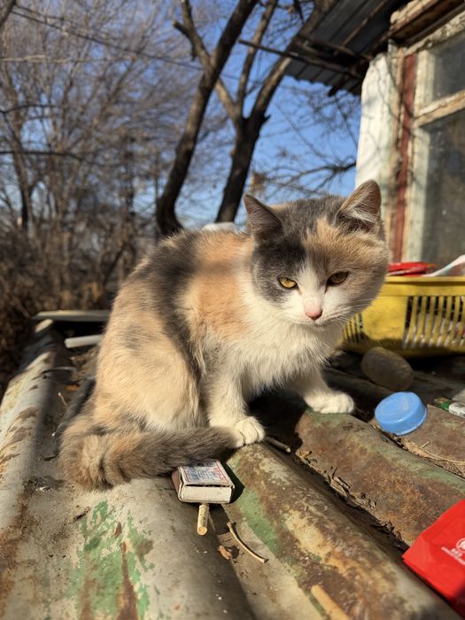 Пристраивается котенок