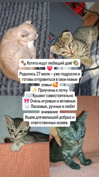 Отдам Котят в добрые руки