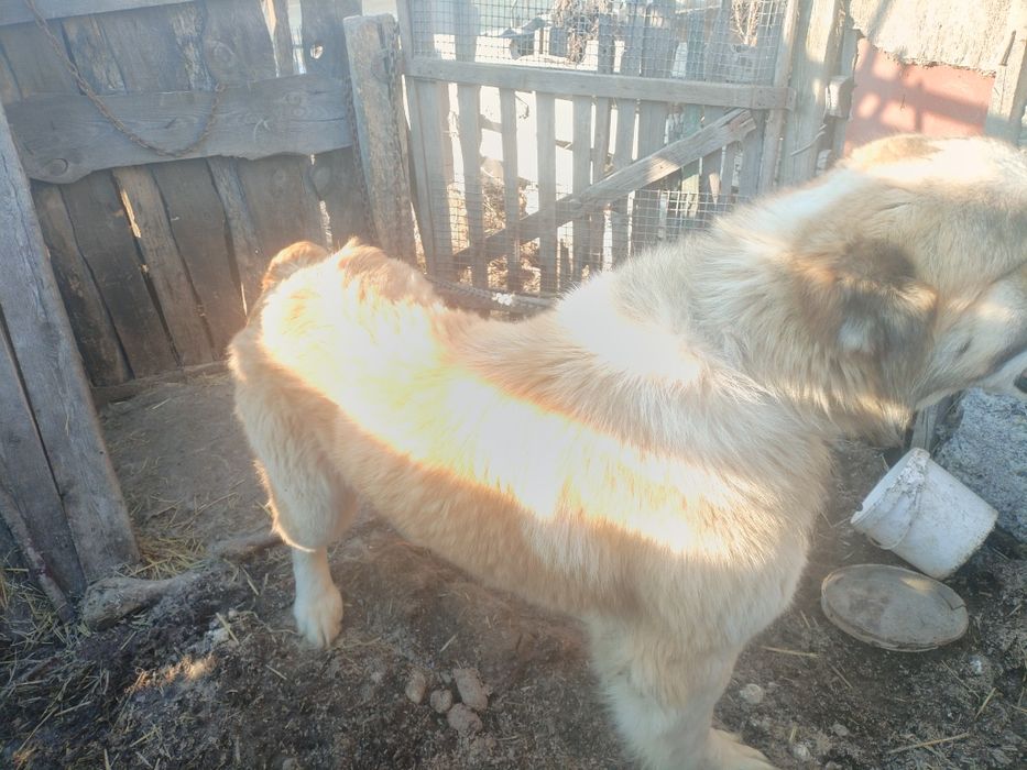 Продам кабеля Алабай