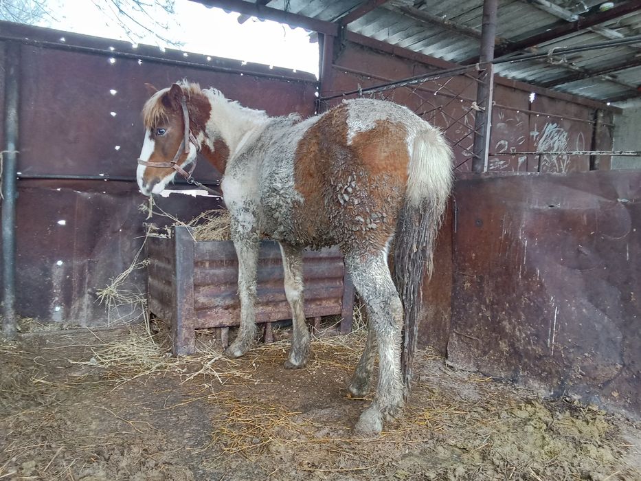 Кунан сатылады 2 жасар