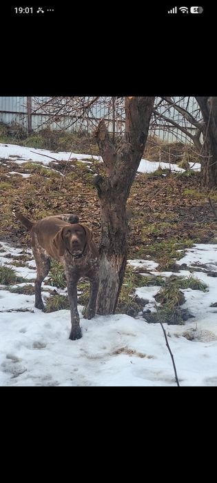 Собака умная куртсхар