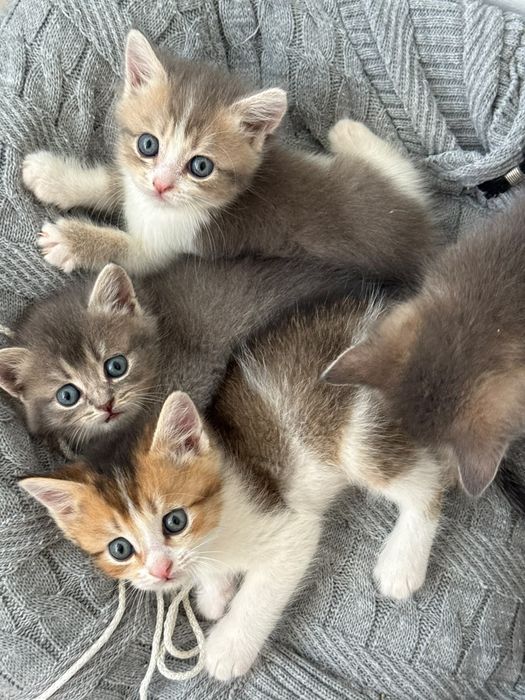 Продаются котята шиншилы