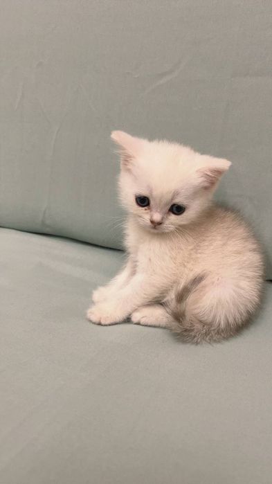 Toza qon mushuklar  2 oylik