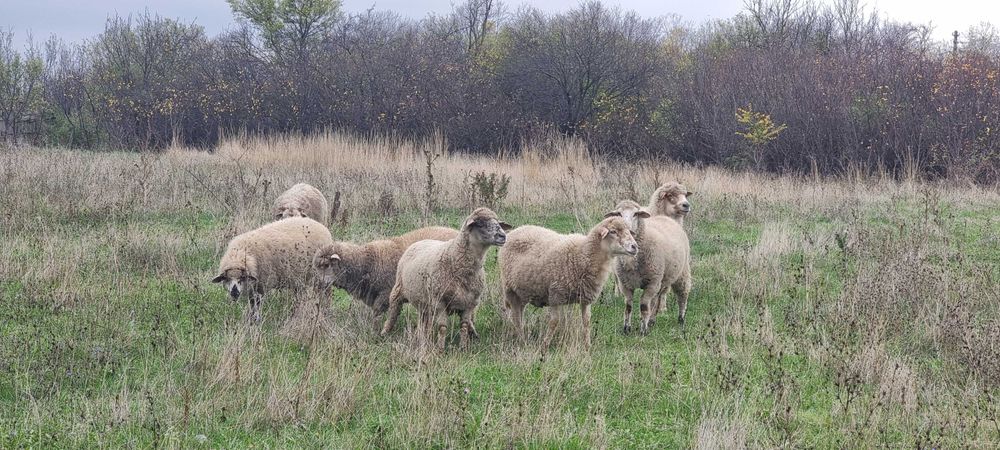 Vand oi vii sau taiate