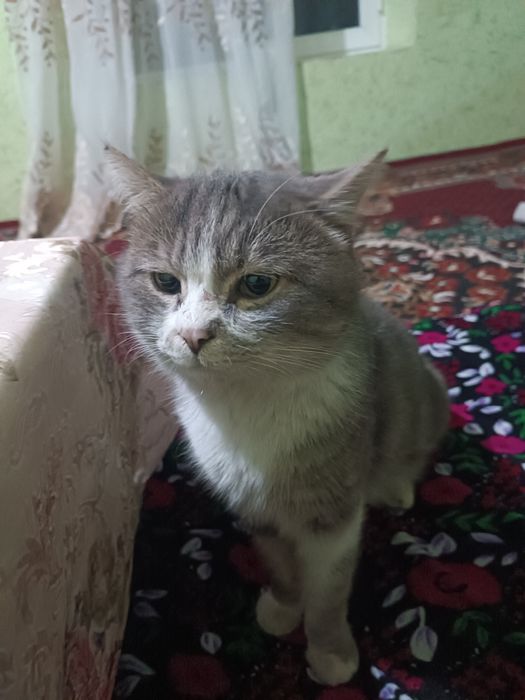 Uy hayvoni qulga oʻrgatilgan mushuk