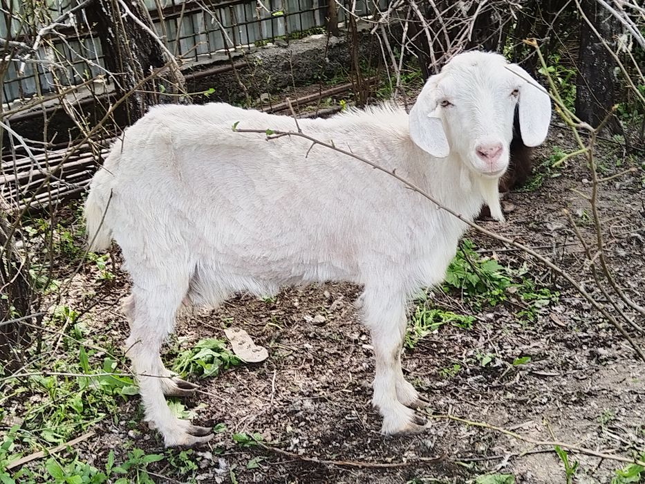 Козы продам 4шт продам