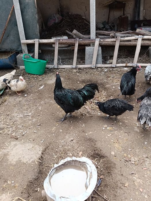 Австролоп Румыния хурозла сотилади