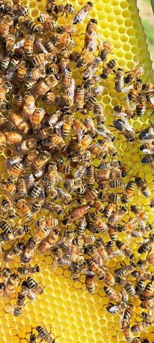 Roi natural de vănzare