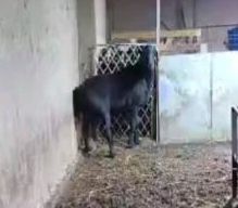 Лумизин линяа 2 г