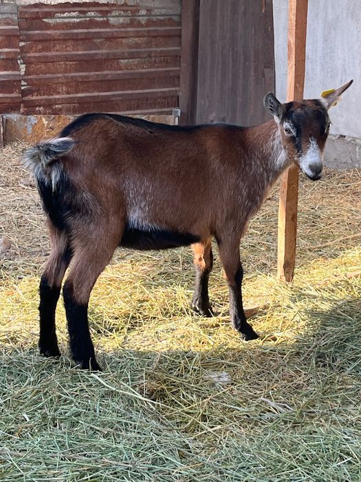 Альпийские козочки 9мес.