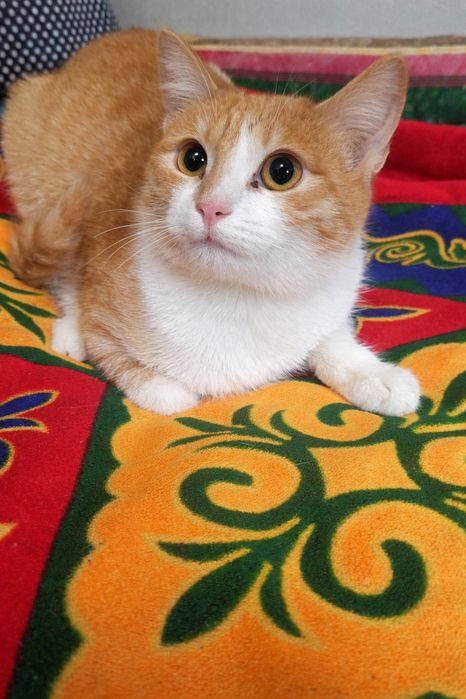 Отдам кота в добрые руки.