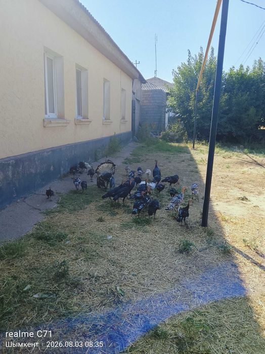 Продаю индюков срочно