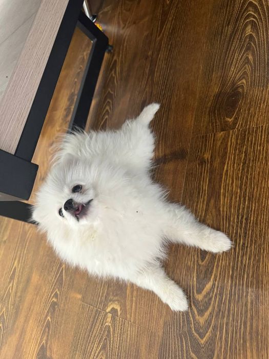 Померанский шпиц