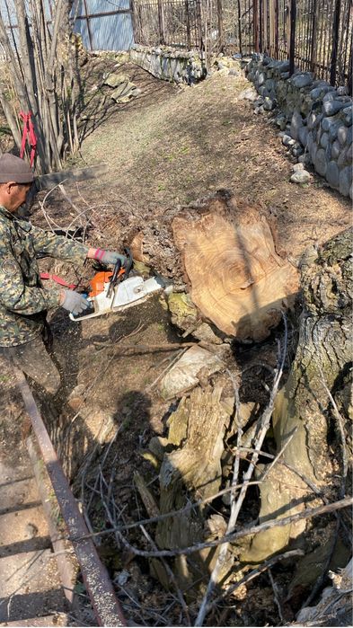 Спил деревьев Обращайтесь