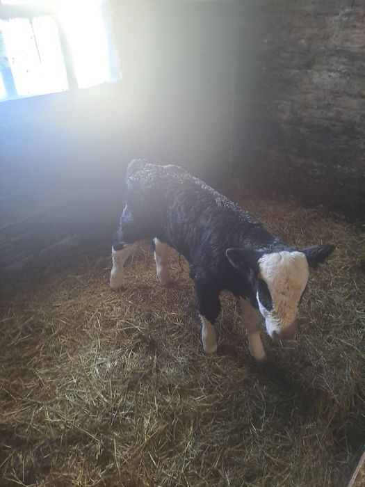 Продам телёнка, бычка.