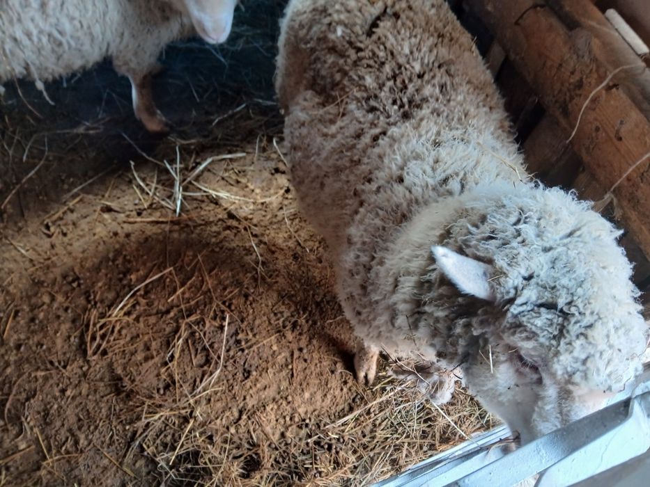 Продам баран жирный