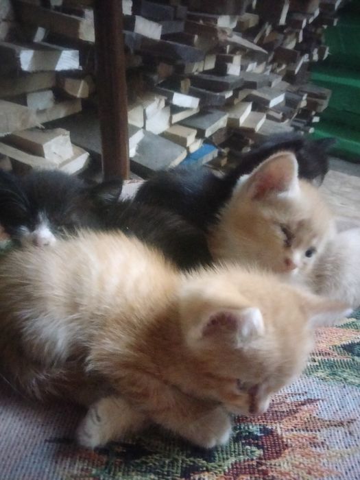 Отдам котят добрые руки