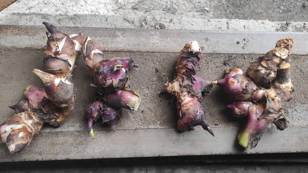 Продам клубни канны