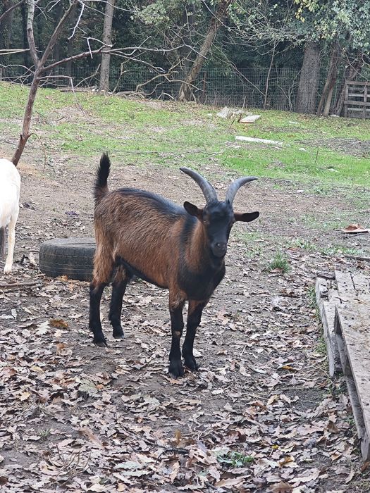 Кози млади бременни