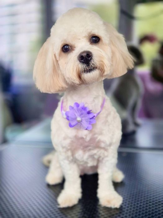 Frizerie canina Constanta