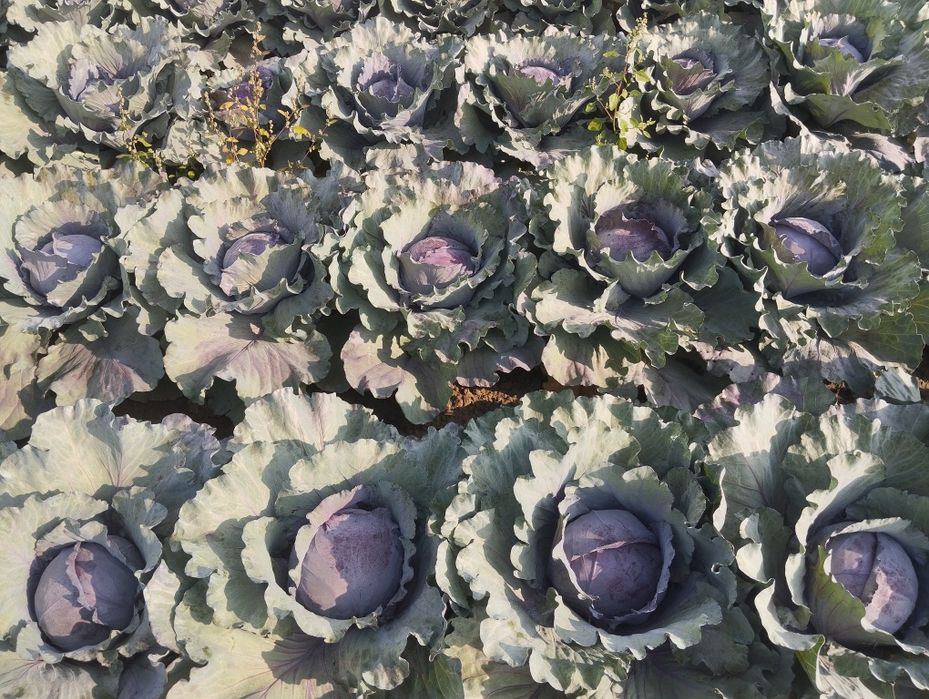 Продавам ЧЕРВЕНО ЗЕЛЕ на Едро.