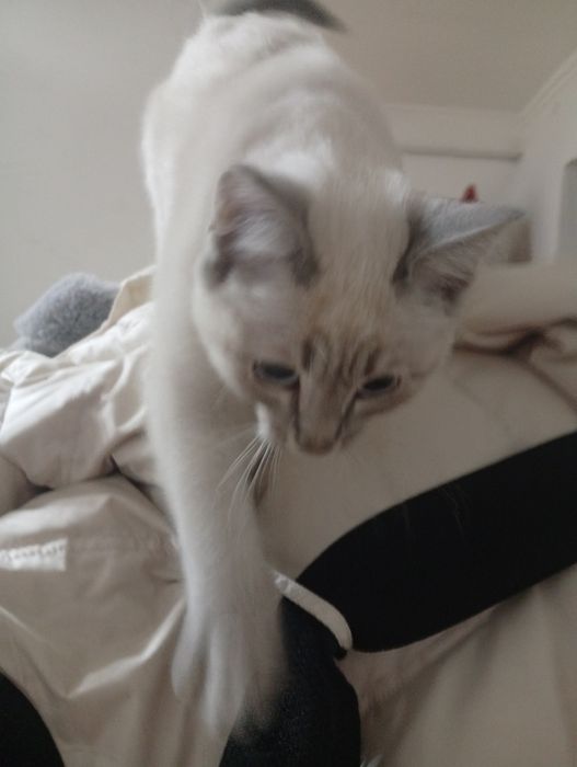 Отдадим Скотиш страйт