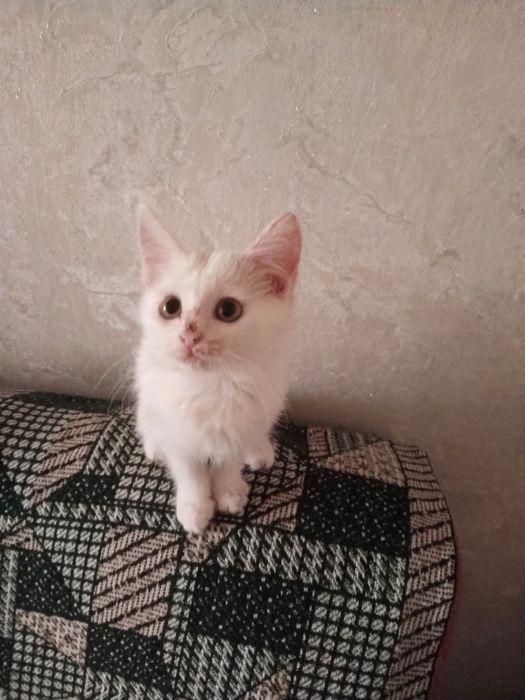 Отдам в добрые руки