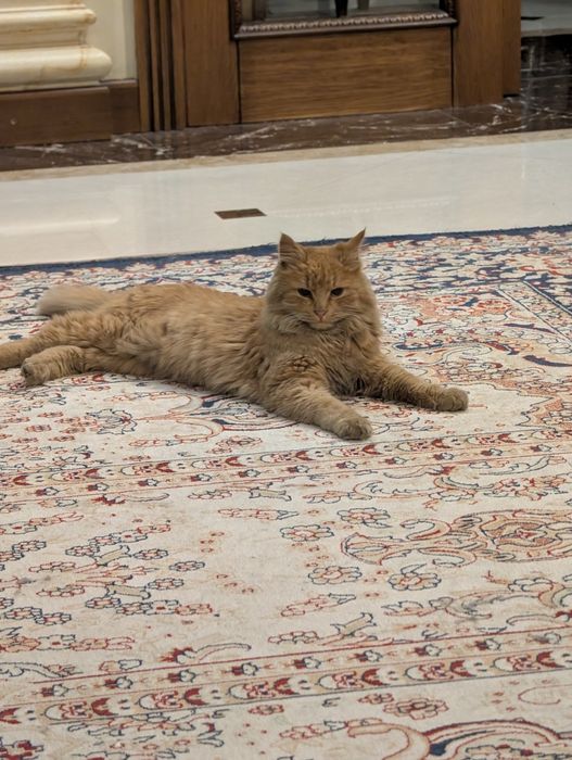 Отдаётся  кошечка