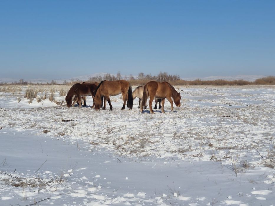 Мұғалжар байталдар сатылады