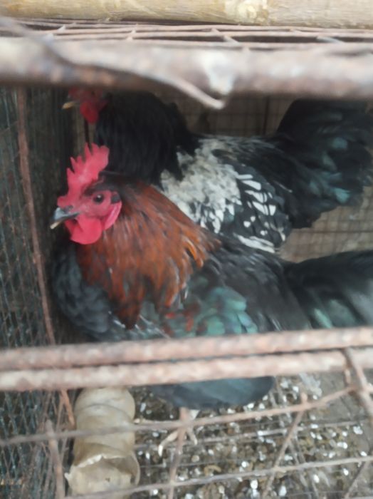 Qizil xurozlar sotiladi